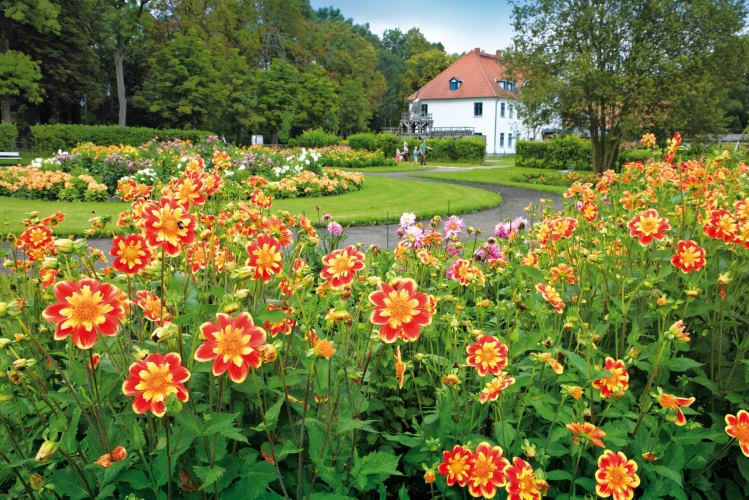 Dahlienschau im Kurgarten Bad Sülze