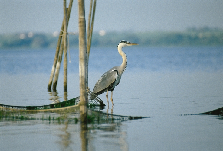 Graureiher am Kummerower See